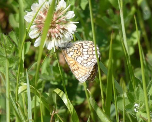 Melitaea parthenoides